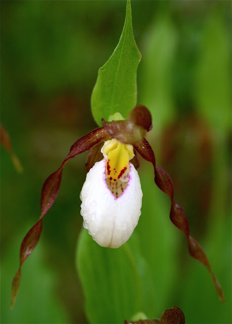 Wild Orchids of the Okanagan
