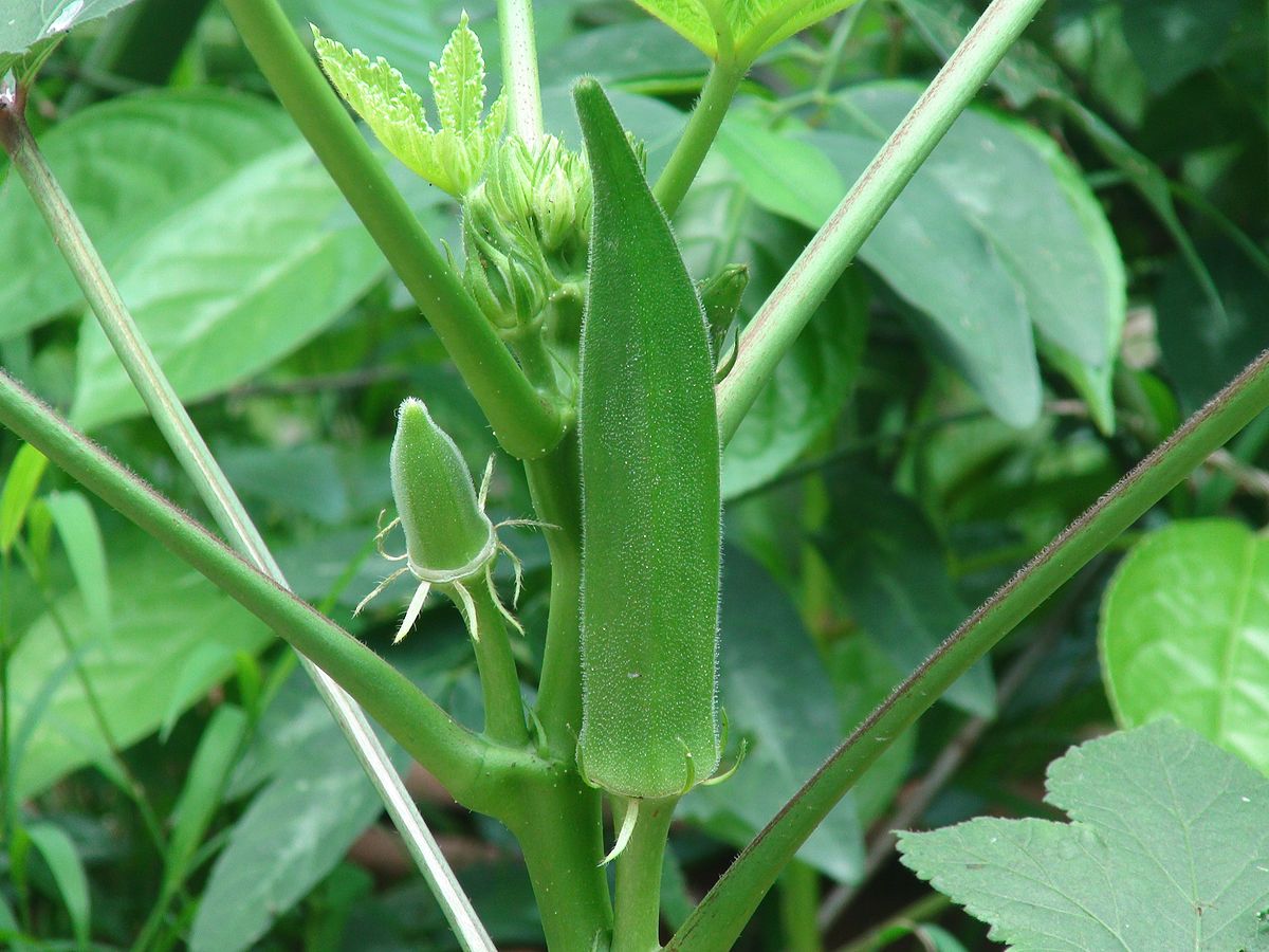 Evergreen Tips To Grow Your Okra Plants Garden Bible