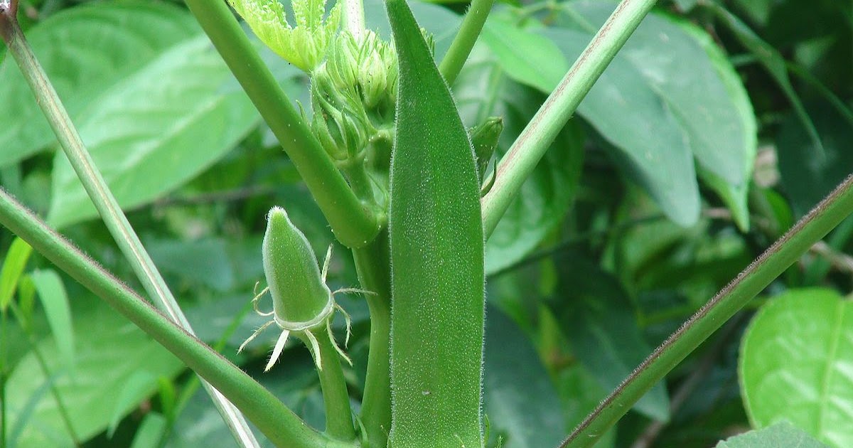 Evergreen Tips To Grow Your Okra Plants Garden Bible