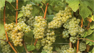 Chardonnay grape