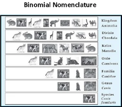 Binomial Nomenclature (Tata nama binomial) serta aturan - berbagaireviews.com