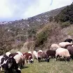 Φωτογραφίες από Βενέττα Χαγιά: Σκάρισαν τα πρόβατα