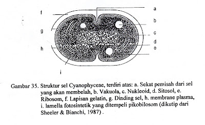 Chanophyceae dibagi menjadi 3 bangsa/ordo yaitu: