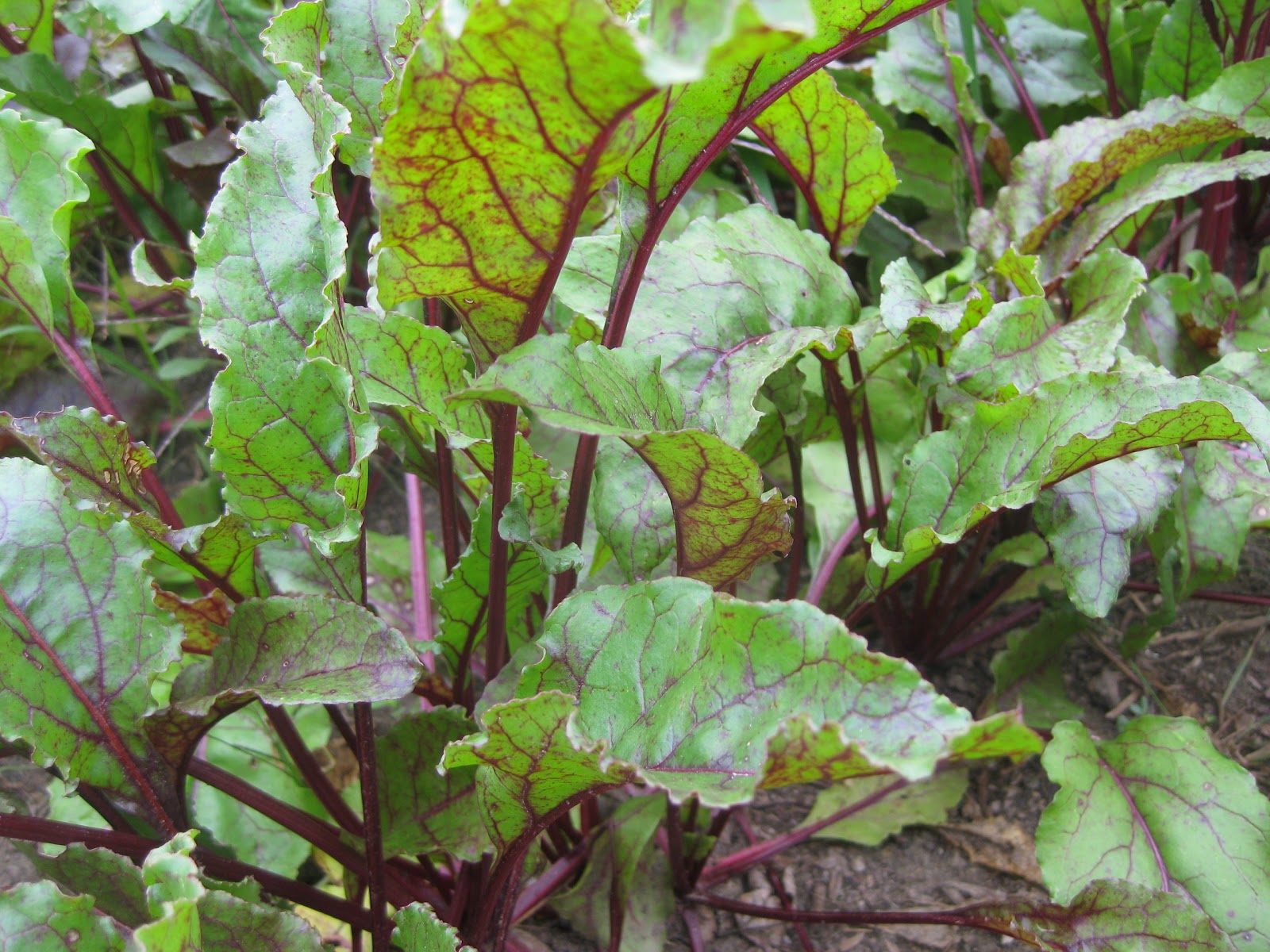 Tree and Twig Farm Blog Guest PostBeet Leaf Buns