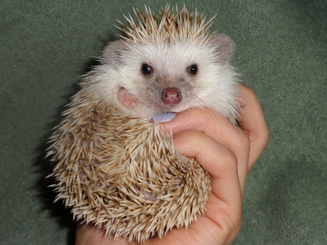 hodowla Igielnik, jeż pigmejski, sprzedam jeże pigmejskie, sprzedaż atelerix albiventris, hodowla Igielnik, jeż pigmejski, sprzedam jeże pigmejskie, sprzedaż atelerix albiventris,