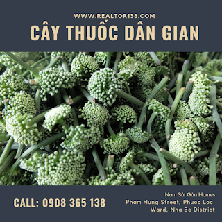 trà hoa tam thất trị mất ngủ tốt nhất