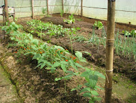 enclosed vegetable garden