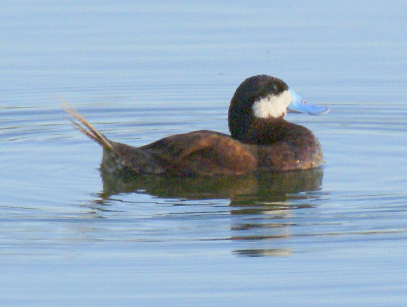 SE Texas Birding & Wildlife Watching Nevada & Utah Trip Las Vegas