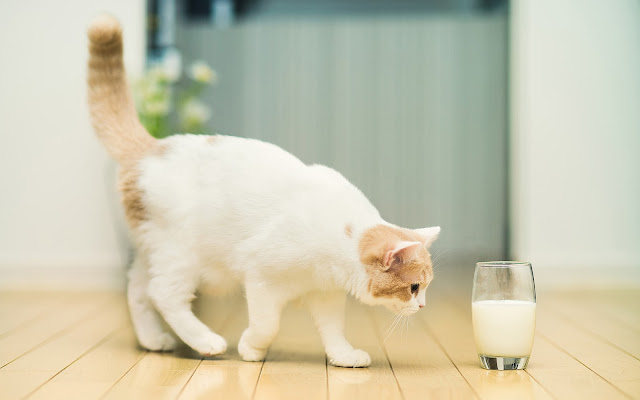 Kat en glas melk