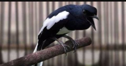 Terapi Kacer Nyiblek Tidak Mau Buka Ekor Saat Lomba Cara Gacor