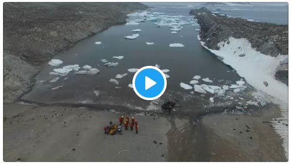 Incredibile Sorpresa in Antartide: pazzesca colonia di 1,5 milioni di Pinguini Adelia