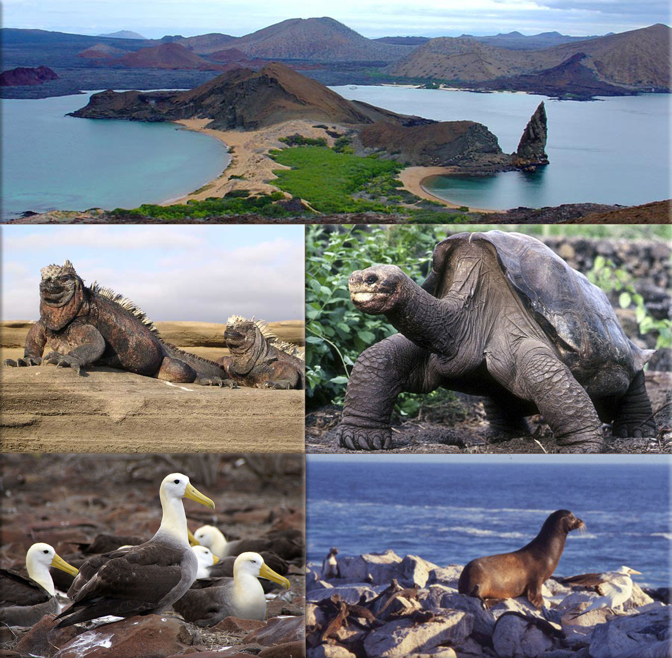 LA BIODIVERSIDAD DE GALAPAGOS FAUNA DE LAS ISLAS GALAPAGOS LA BIODIVERSIDAD DE GALAPAGOS FAUNA DE LAS ISLAS GALAPAGOS