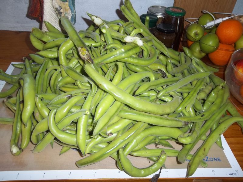 Eco Footprint South Africa Broad (fava) beans 2012