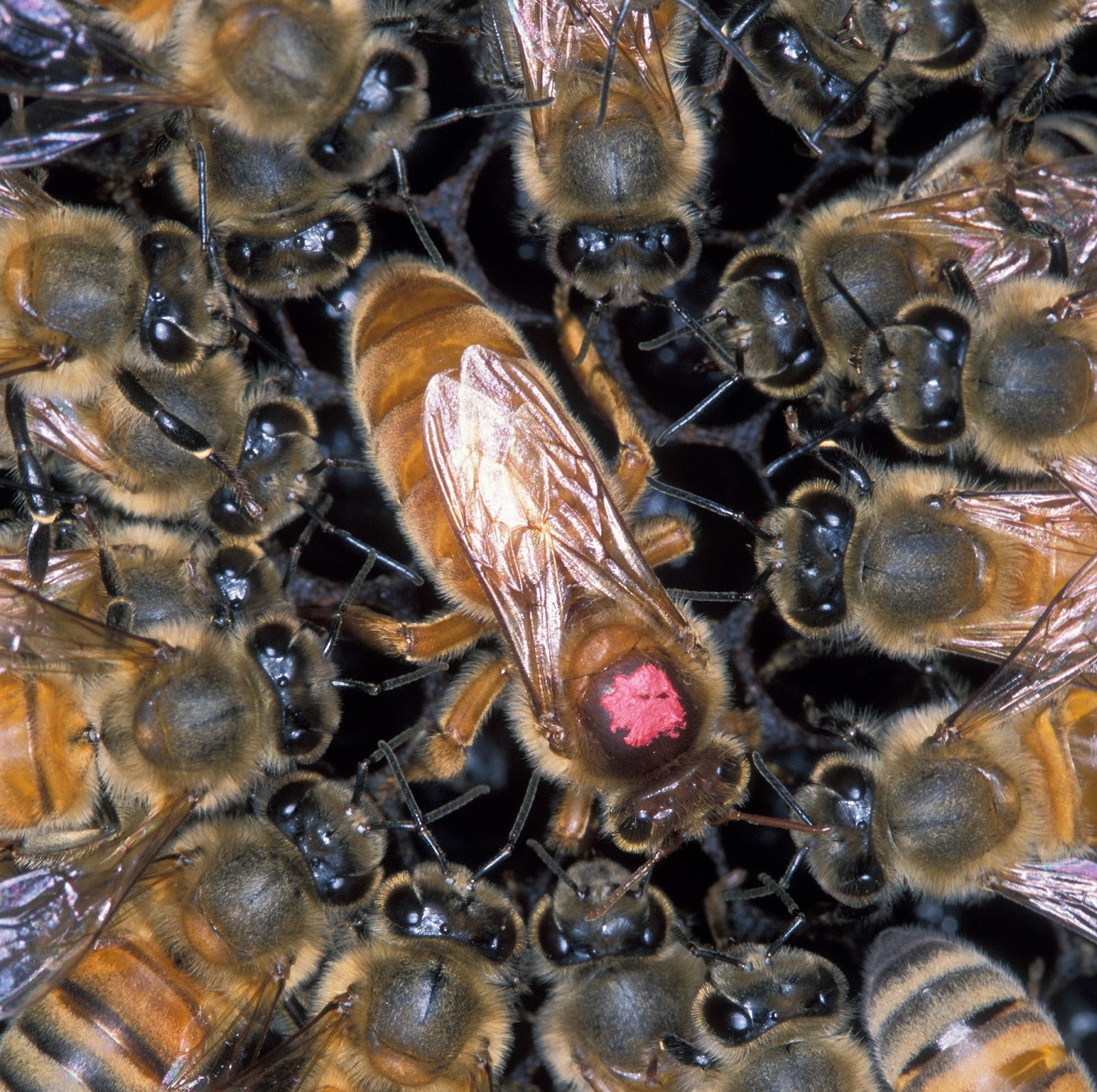 A queen bee surrounded by worker bees. A queen bee surrounded by worker bees.