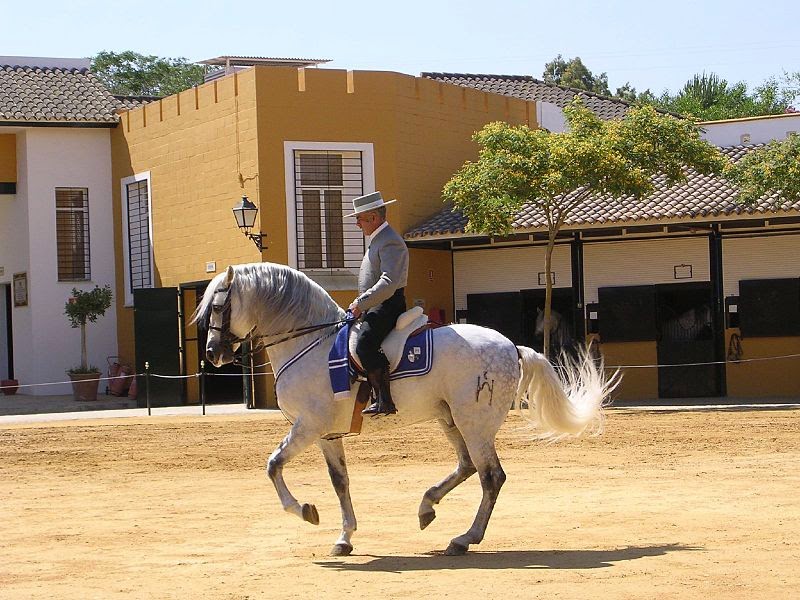 Caballos cartujanos Caballos cartujanos