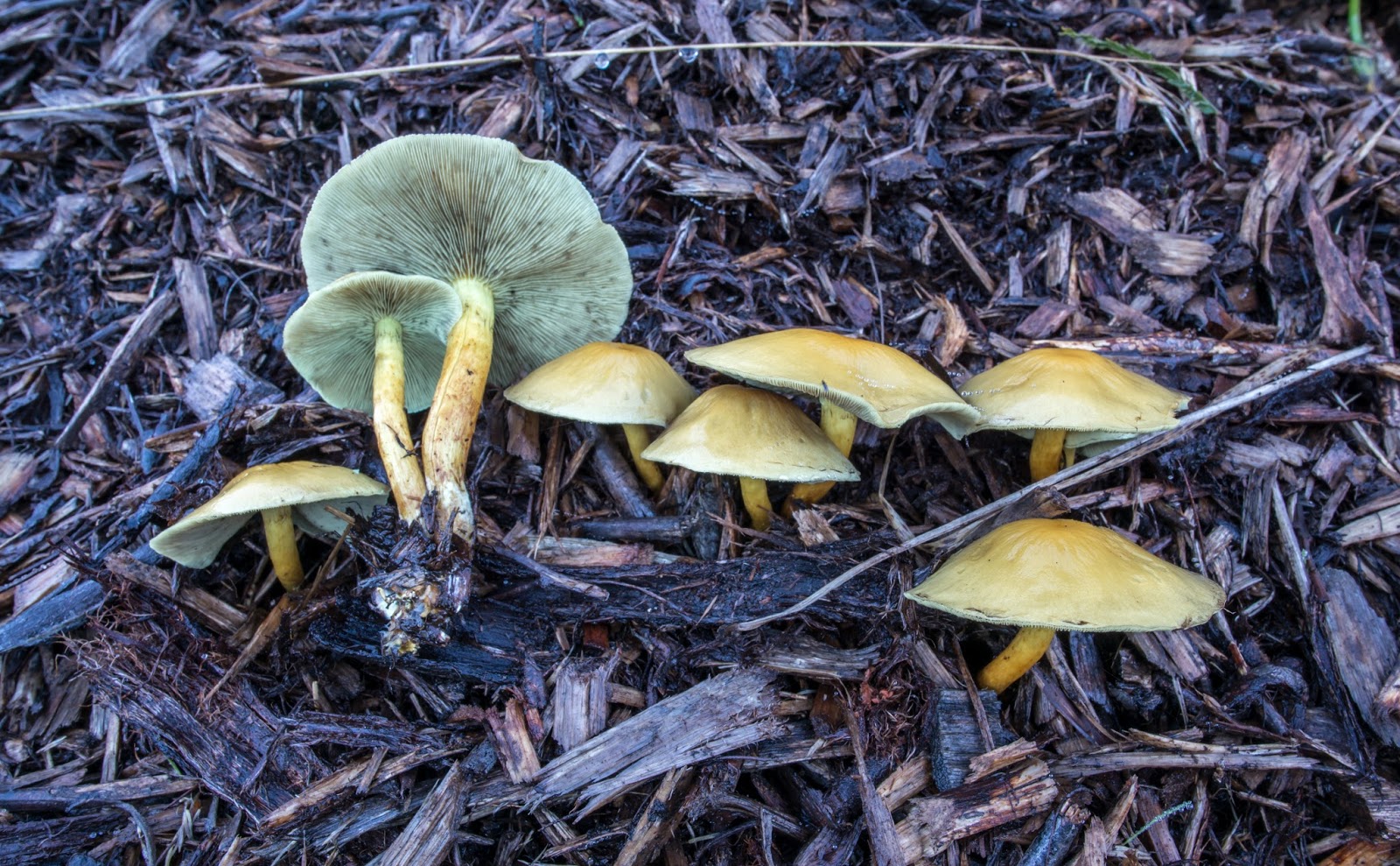 The 3 Foragers Foraging for Wild, Natural, Organic Food Wild