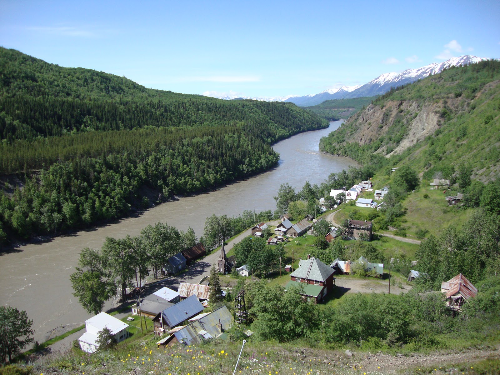 A Tangled Webb Telegraph Creek