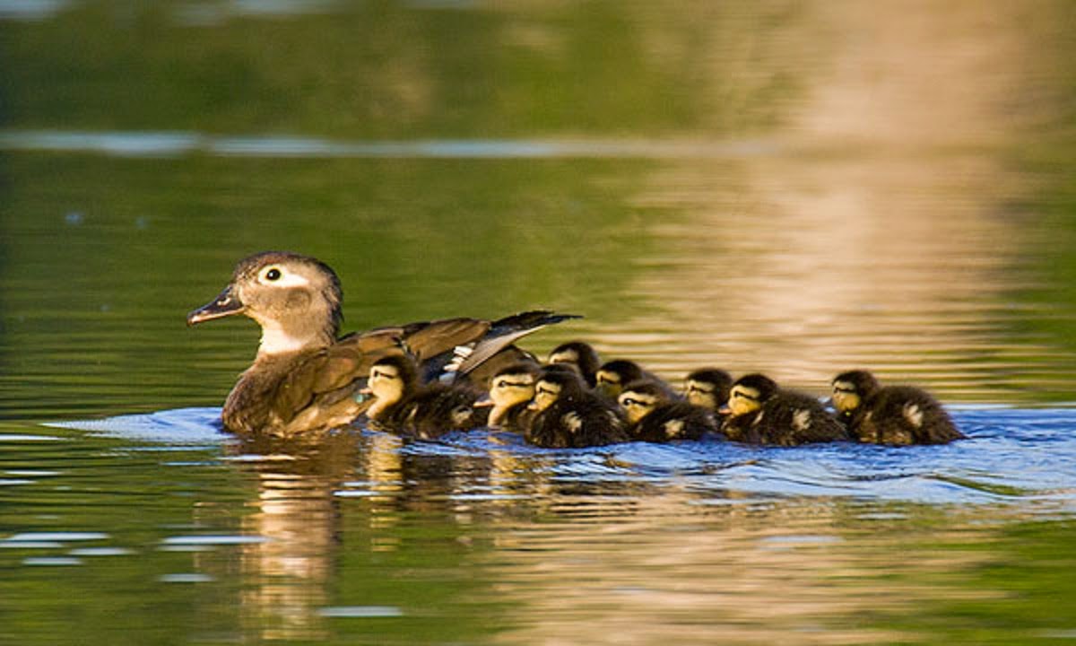 Very Cute Mother And Baby Ducks Images HD Wallpaper all 4u wallpaper