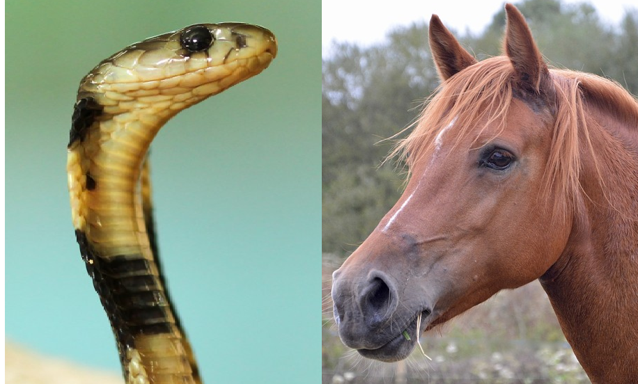 Chinese Horoscope Snake Compatibility with Horse