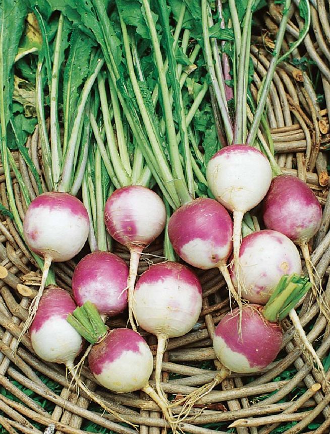 How to Grow Turnips Planting, Growing and Harvesting Turnips