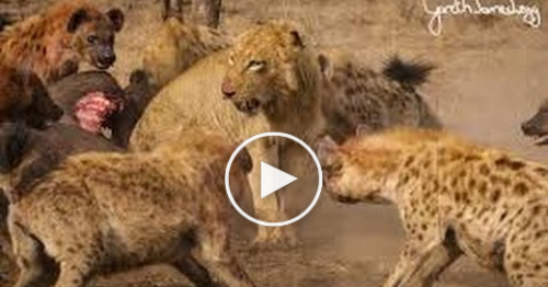 lion vs hyena fight | lion vs hyena war - khmervideo