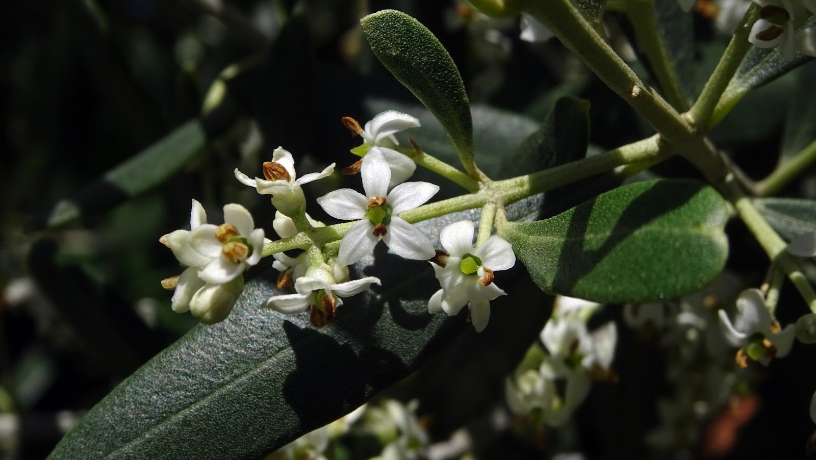 olive flowers