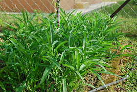 My little vegetable garden: Kangkong / kangkung / , second lease of life.
