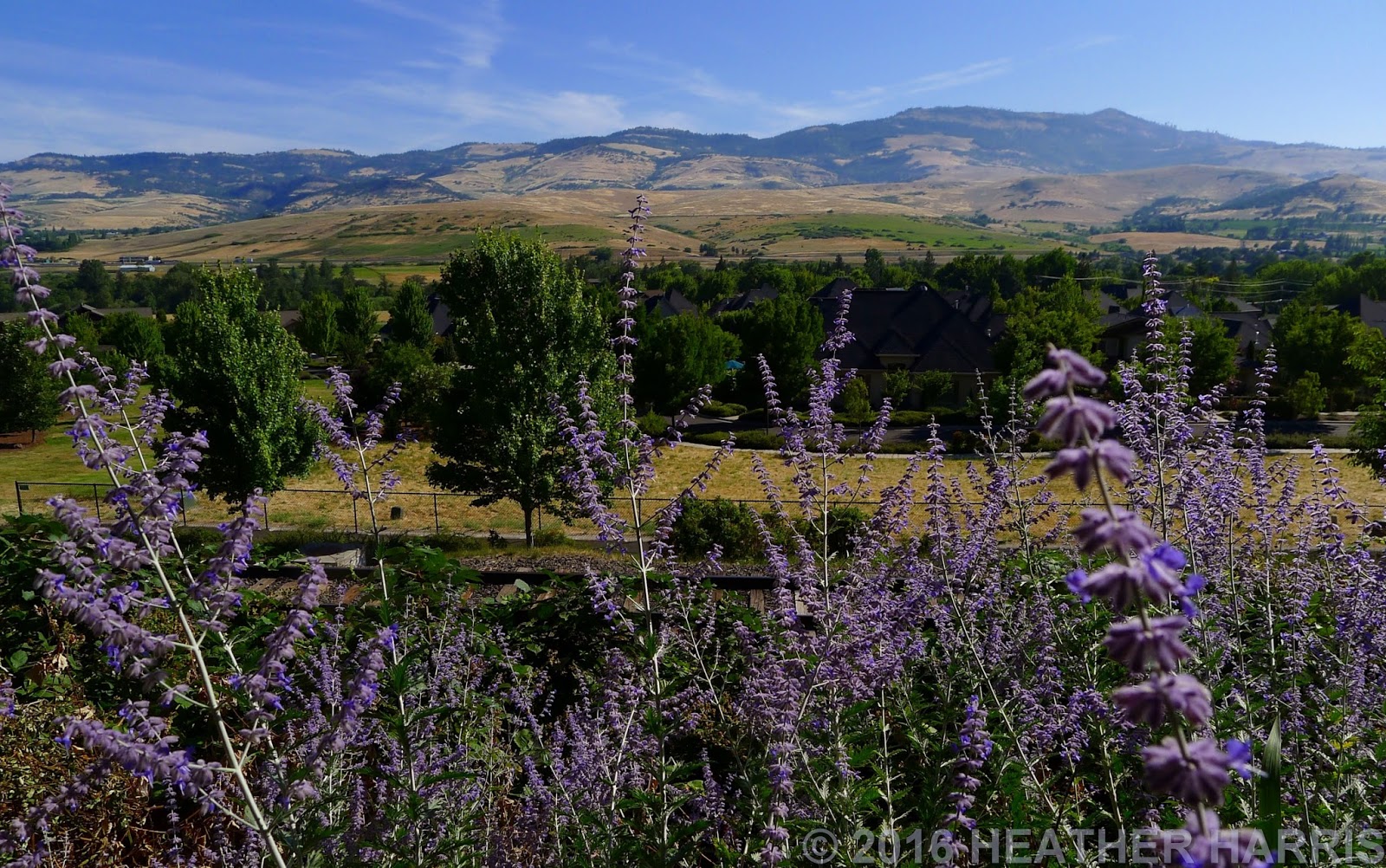 Fast Film: ASHLAND OREGON SHAKESPEARE FESTIVAL 2016 EXPEDITION