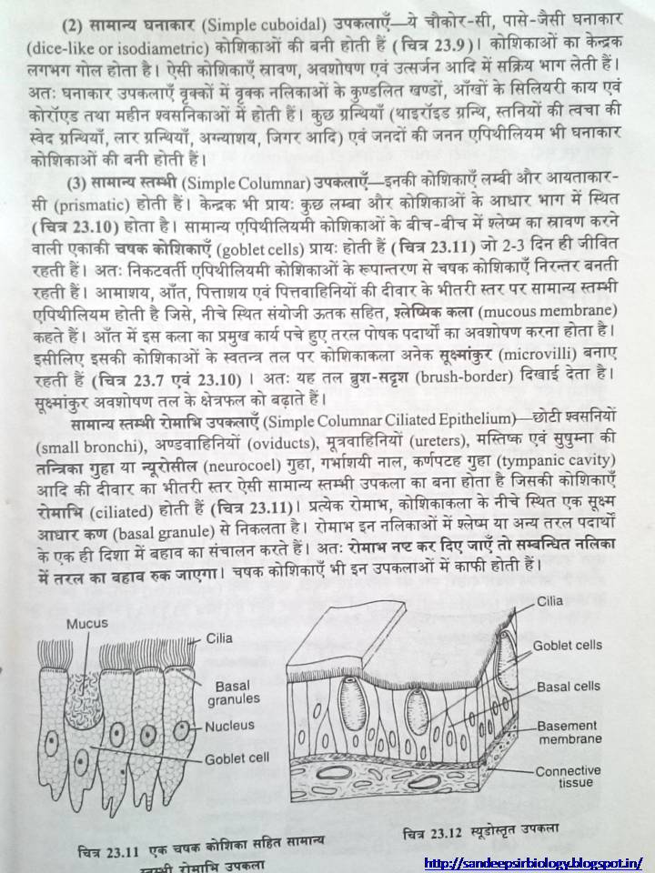 Sandeep Sir Biology: Animal Tissue 11 th Notes in Hindi Contact for other  notes and FREE study material and test paper