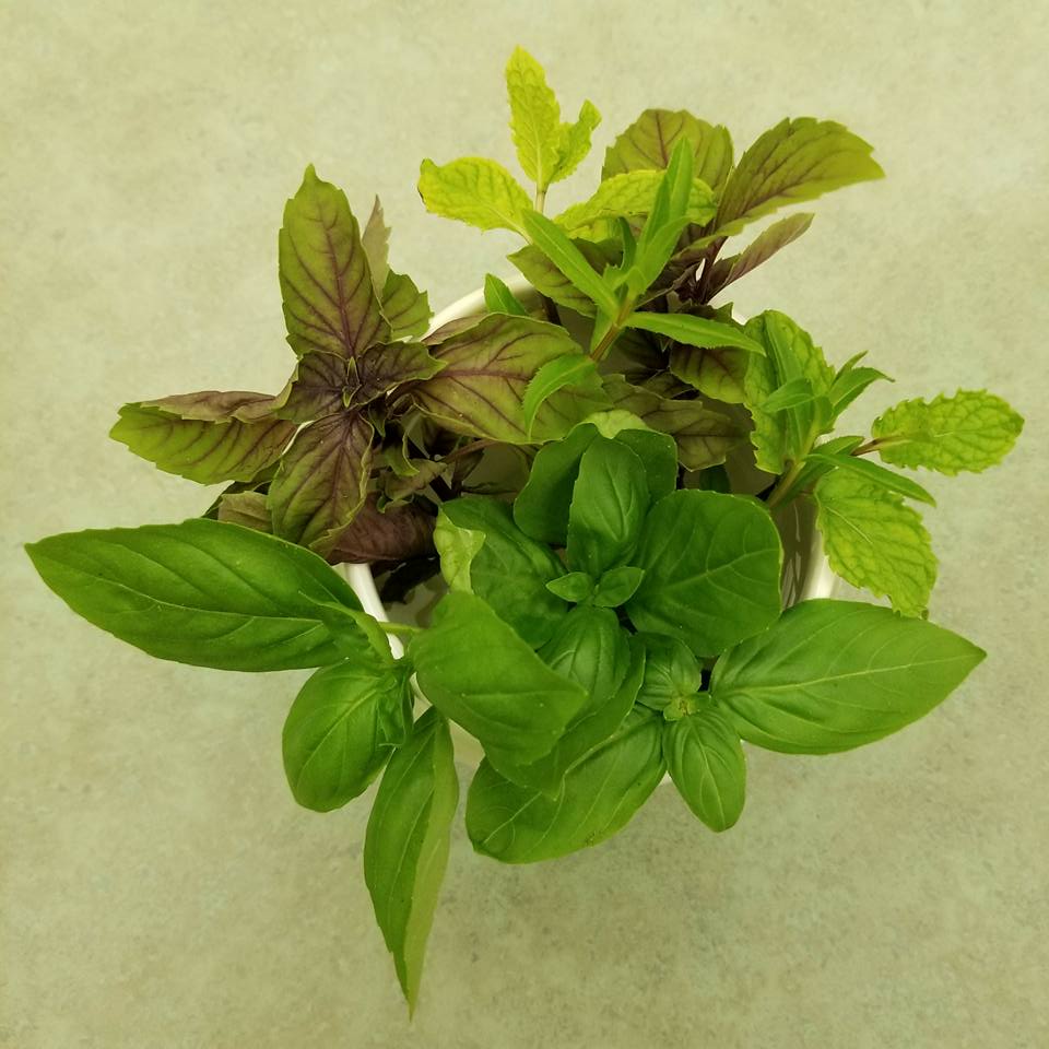 Gardening Basil, Purple Basil, Tarragon, Spearmint