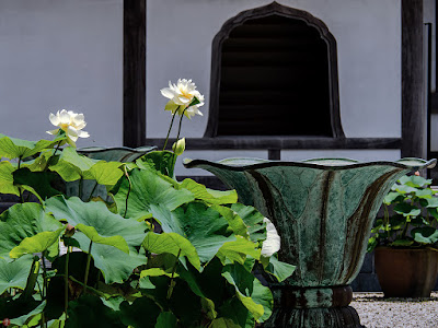 Sacred lotus flowers: Kencho-ji