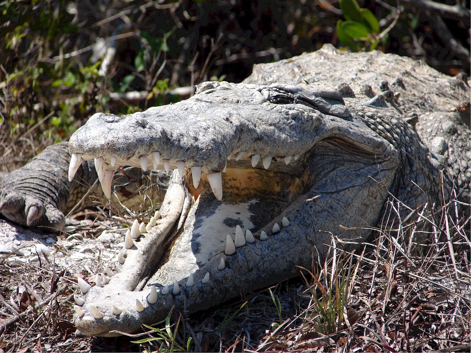 An aggressive crocodile with mouth open. An aggressive crocodile with mouth open.