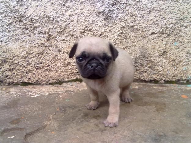 PUGS 1 OR 2 MONTH OLD PUG PUPPY
