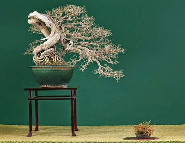 Magnificent bonsai types