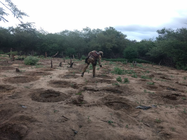 Polícia Militar erradica 3 mil pés de maconha e apreende rifle em Xique-Xique