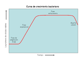 LAS BACTERIAS CRECIMIENTO DE LA BACTERIA las-bacterias-crecimiento-de-la-bacteria