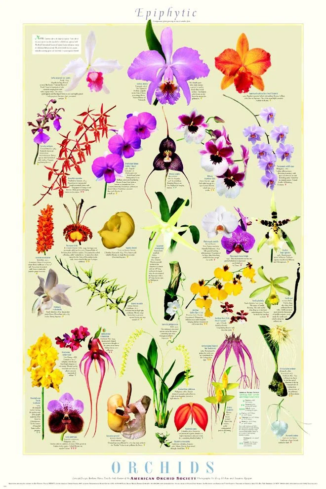 Detailed orchid prints | lifestyle & interiors blog
