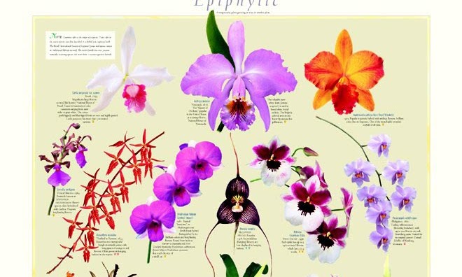 ORCHID POSTERS
