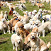 361 Golden Retrievers Gathered In Scotland, And The Photos Caused Us A Cuteness Overload