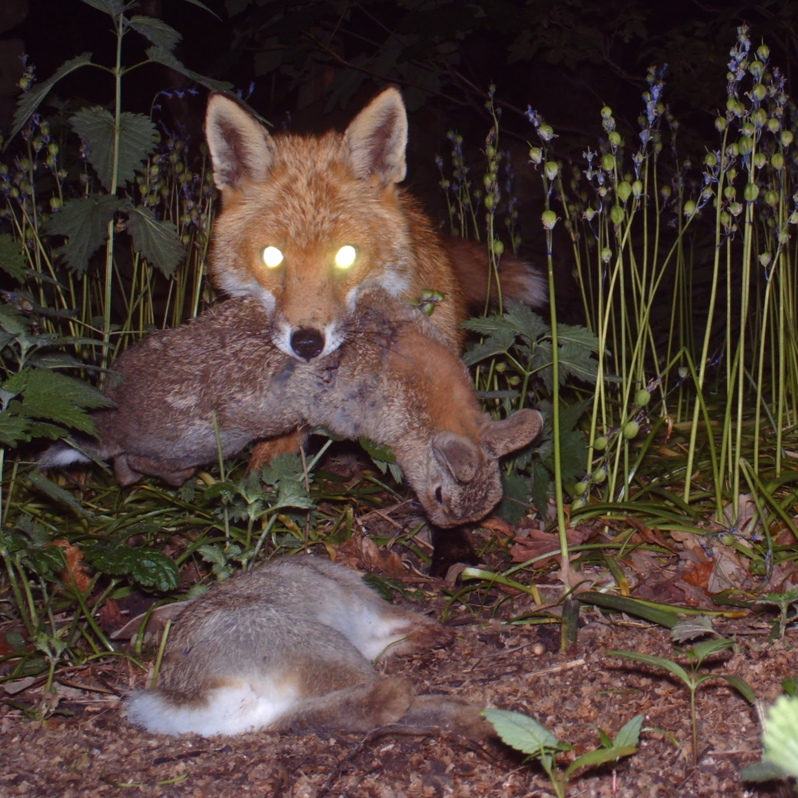Animals That Look Like Foxes