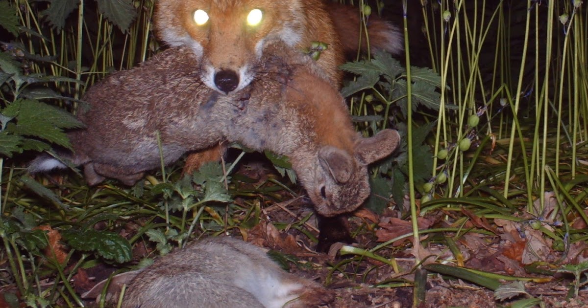 TrogTrogBlog What do foxes like to eat?