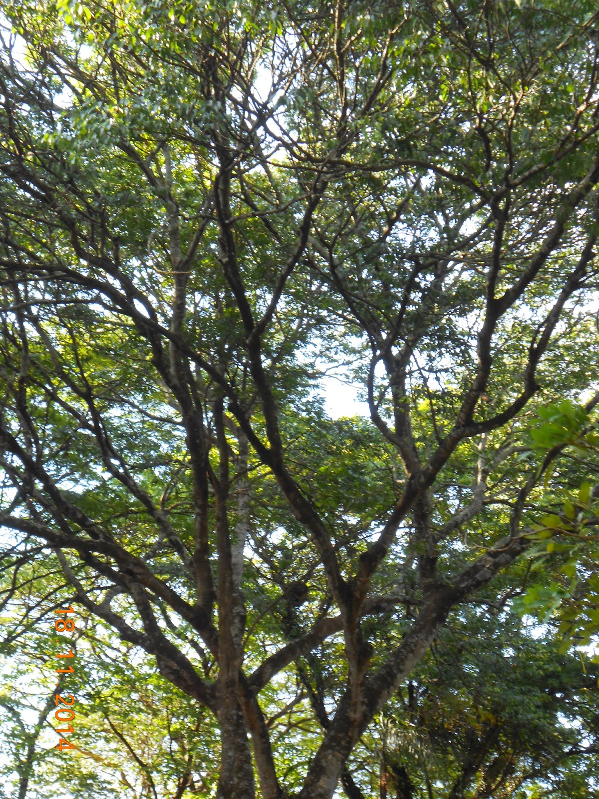 Árvores de Assis: Jatobá