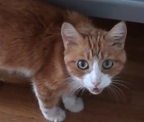 Diabetic Cats in Need: Duriel Must Remain a Toronto-Area Cat