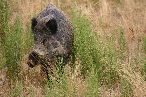 CAZA MAYOR Y MENOR( EL BLOG DE JENNY) FOTOS DE VICHOS DE