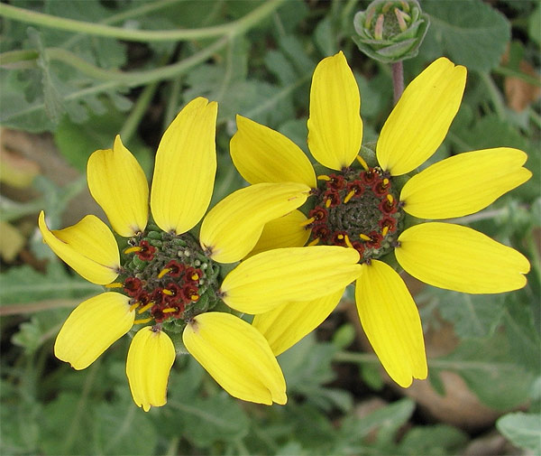 Himalayan Flower Nursery Chocolate Flower Chocolate Scented Daisy