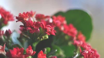 Wallpaper HD of Beautiful Red Flowers