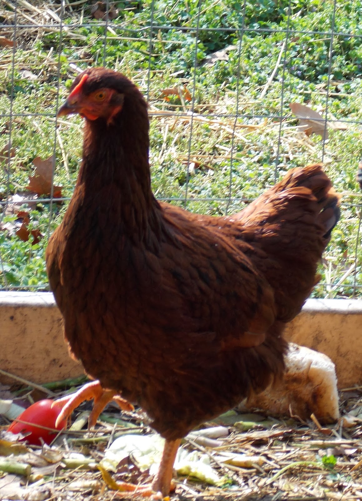 MLBsGarden Beginning Thoughts for the Hampton Roads Coop Tour