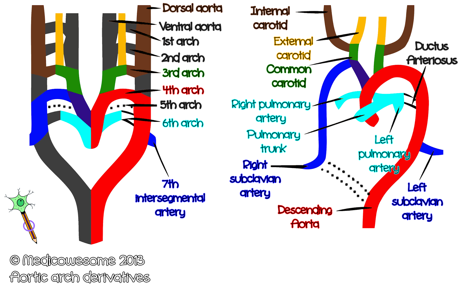 Aortic Arch Derivatives Mnemonic Images Mnemonics Arteries Anatomy | My ...