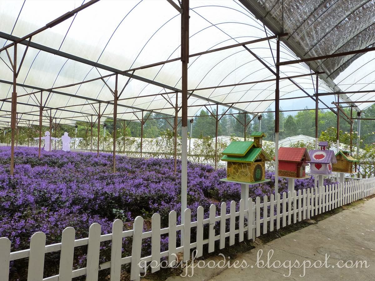 GoodyFoodies Lavender Farm + Vegetable/Flower Farm + Mushroom Farm