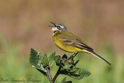 Lavandera boyera (Motacilla flava)